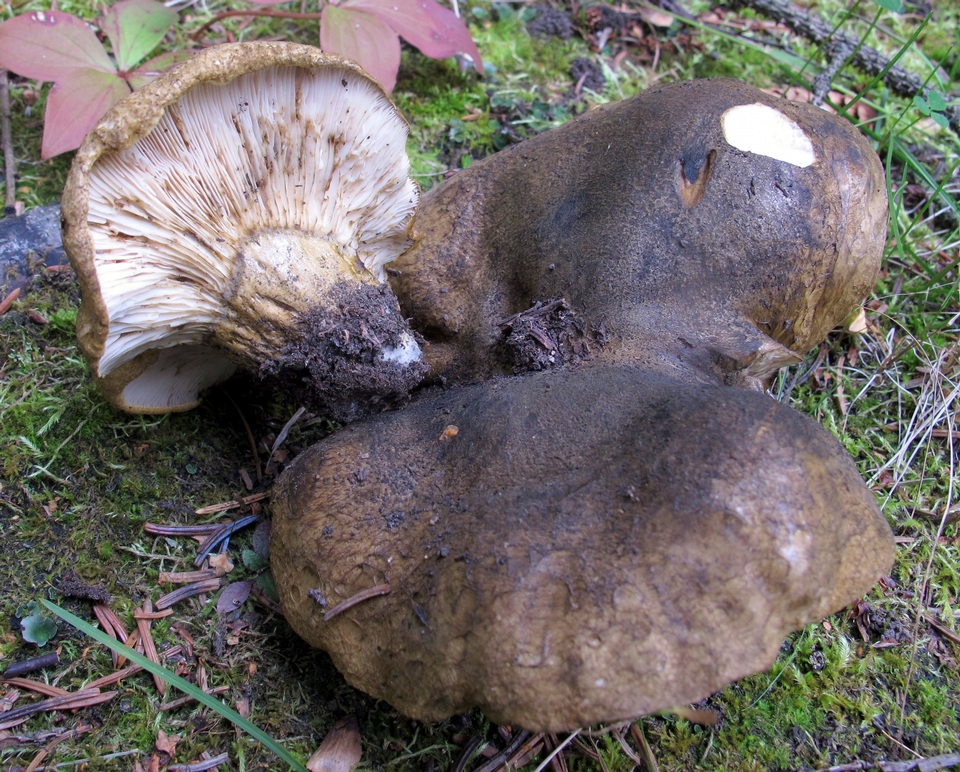 Lactarius olivaceoumbrinus image