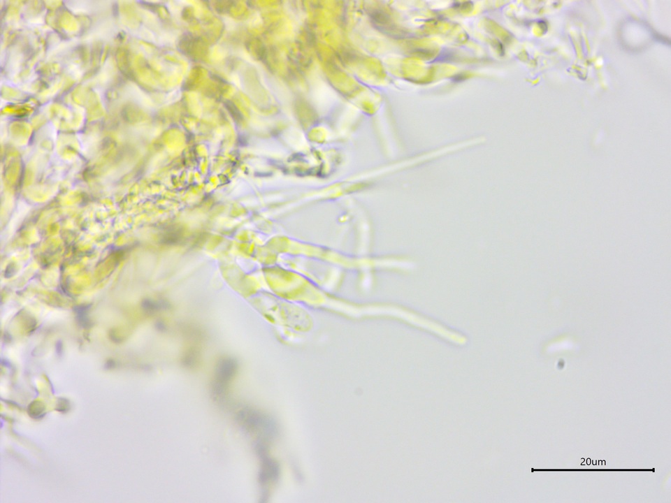 Athelia salicum image