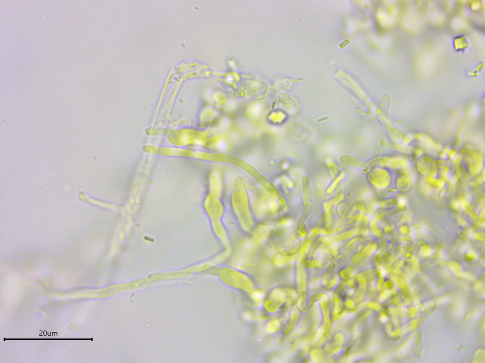Athelia salicum image