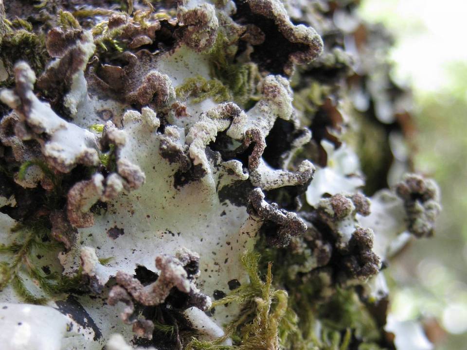 Parmotrema gardneri image