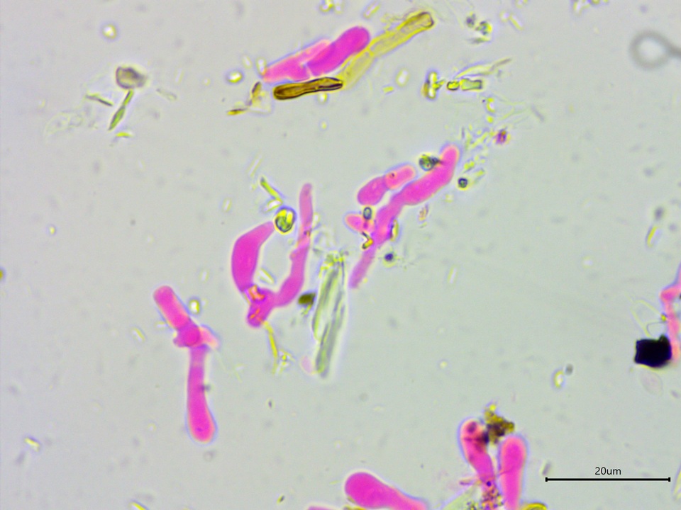 Athelia salicum image