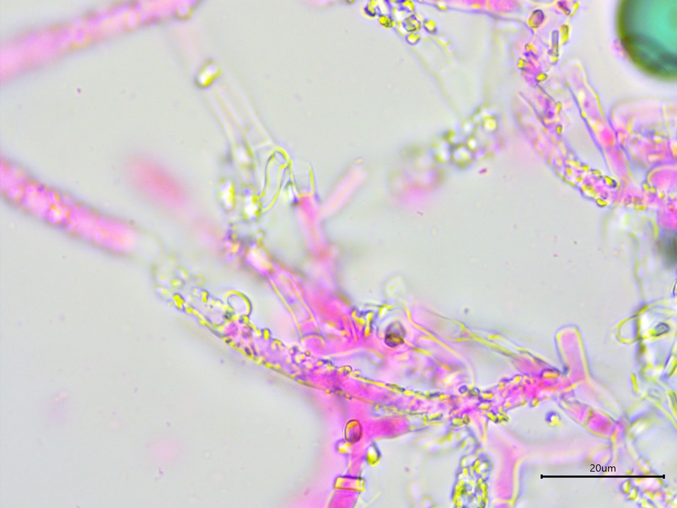 Athelia salicum image