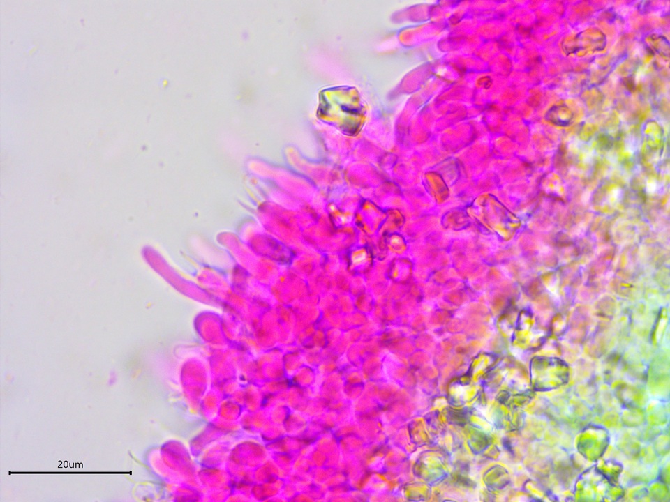 Athelia salicum image