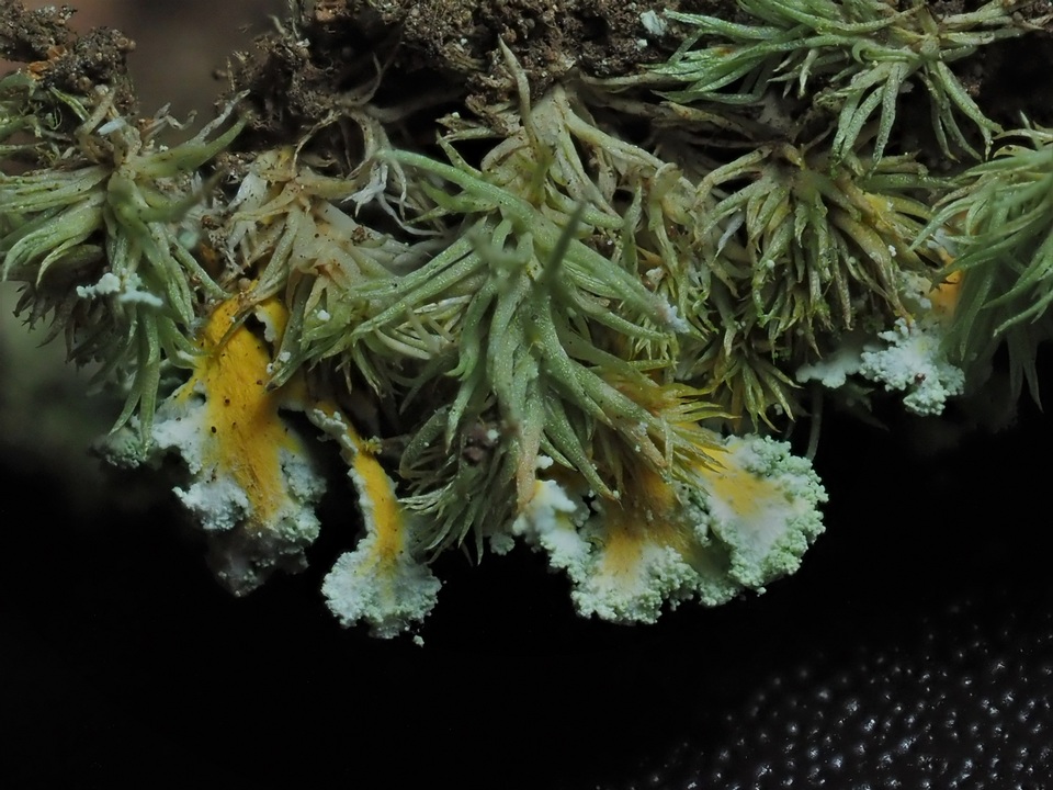 Cladonia hypoxantha image