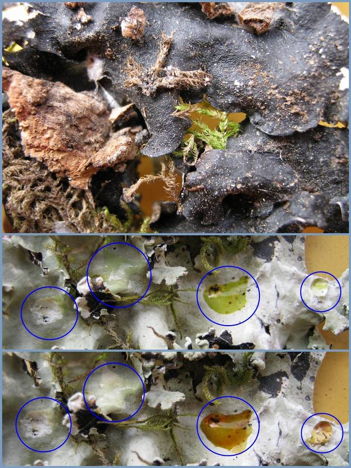 Parmotrema gardneri image