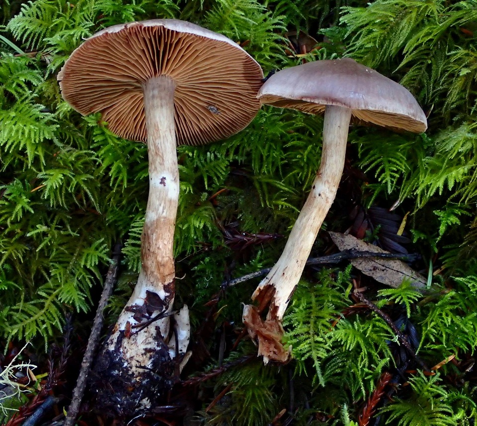 Cortinarius athabascus image