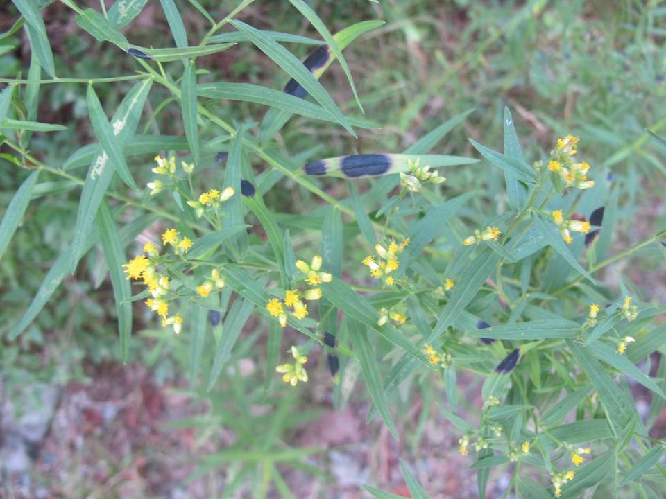 Rhytisma solidaginis image