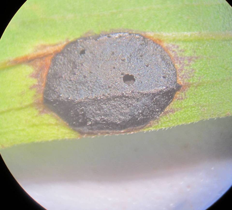 Rhytisma solidaginis image