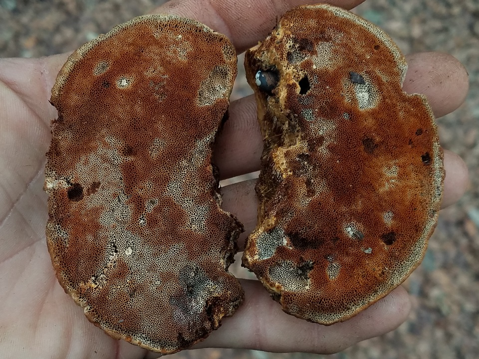 Inocutis texana image