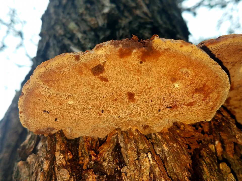 Inocutis texana image
