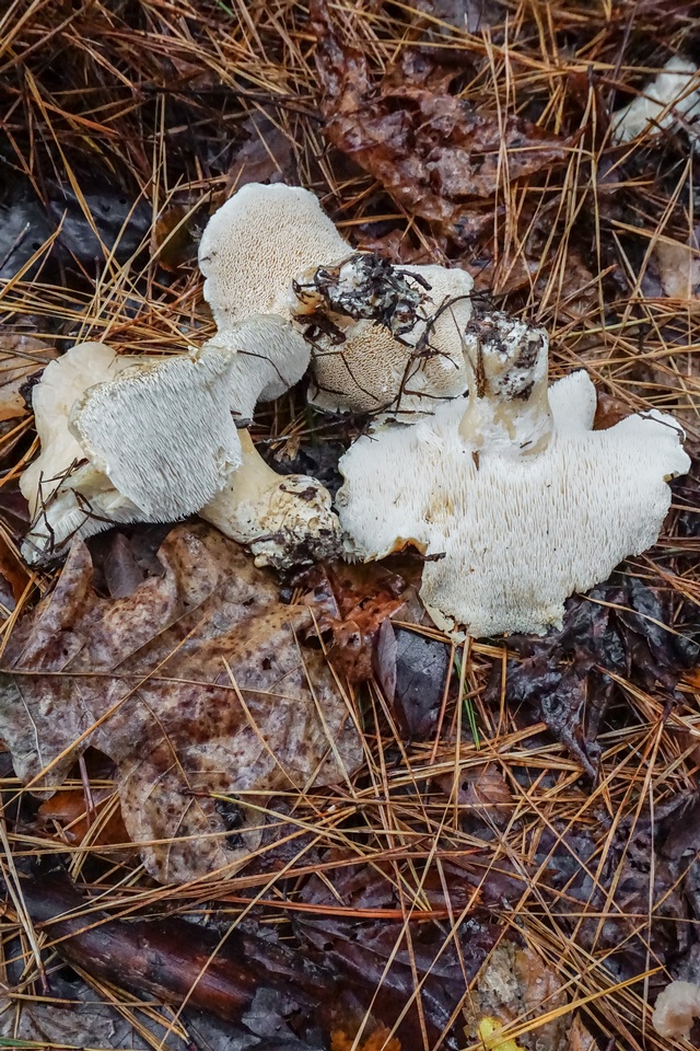 Hydnum albomagnum image