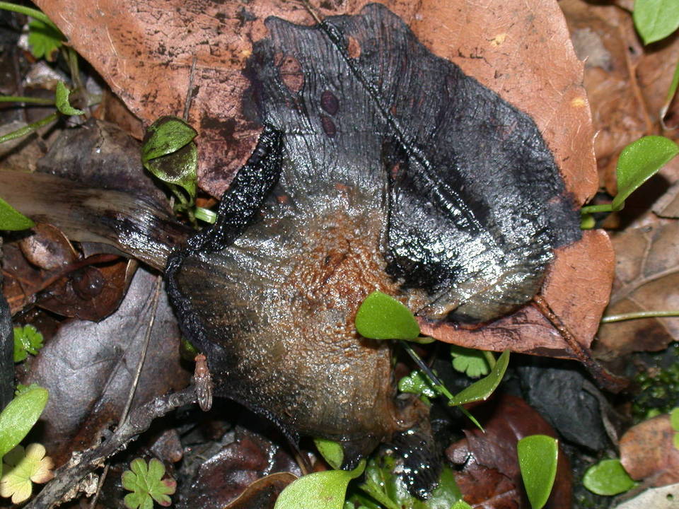 Coprinellus bipellis image