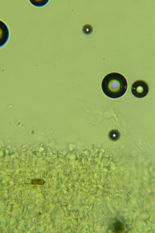 Sistotremastrum suecicum image