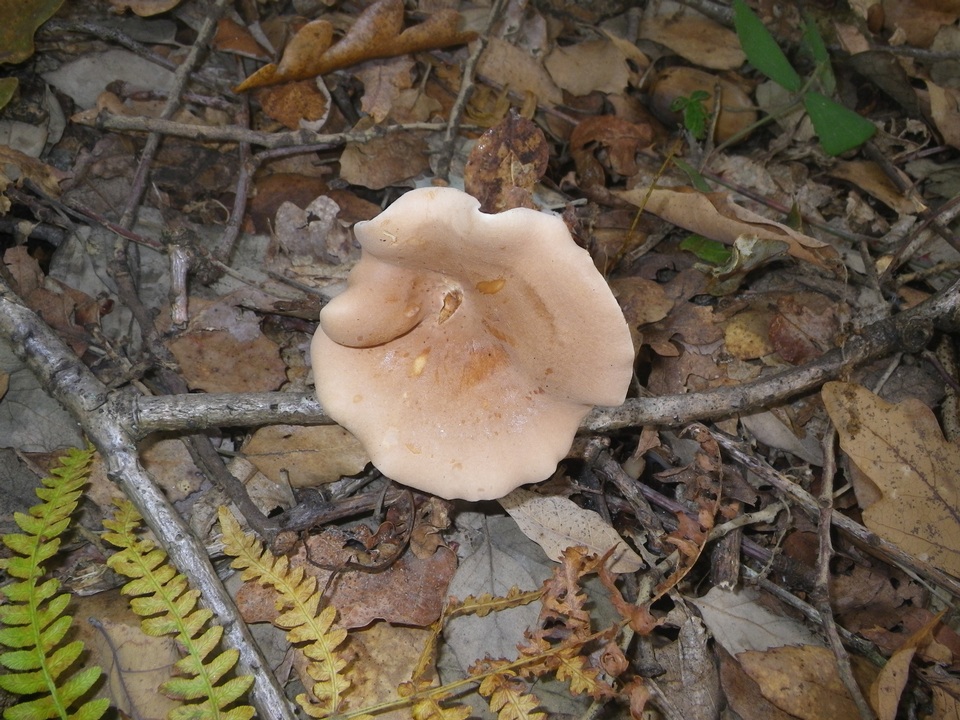 Infundibulicybe geotropa image