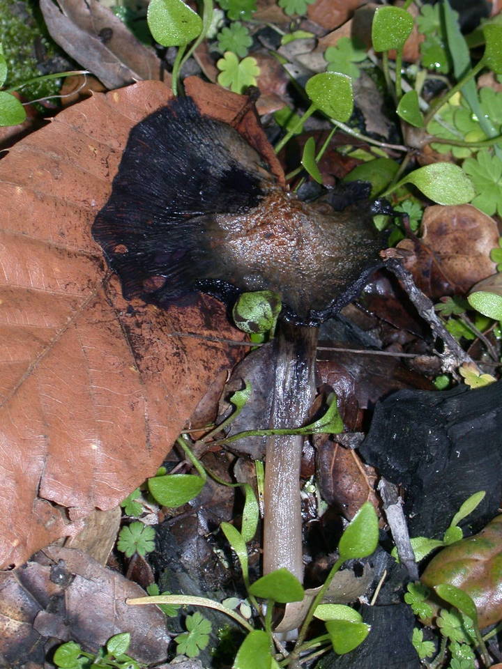 Coprinellus bipellis image