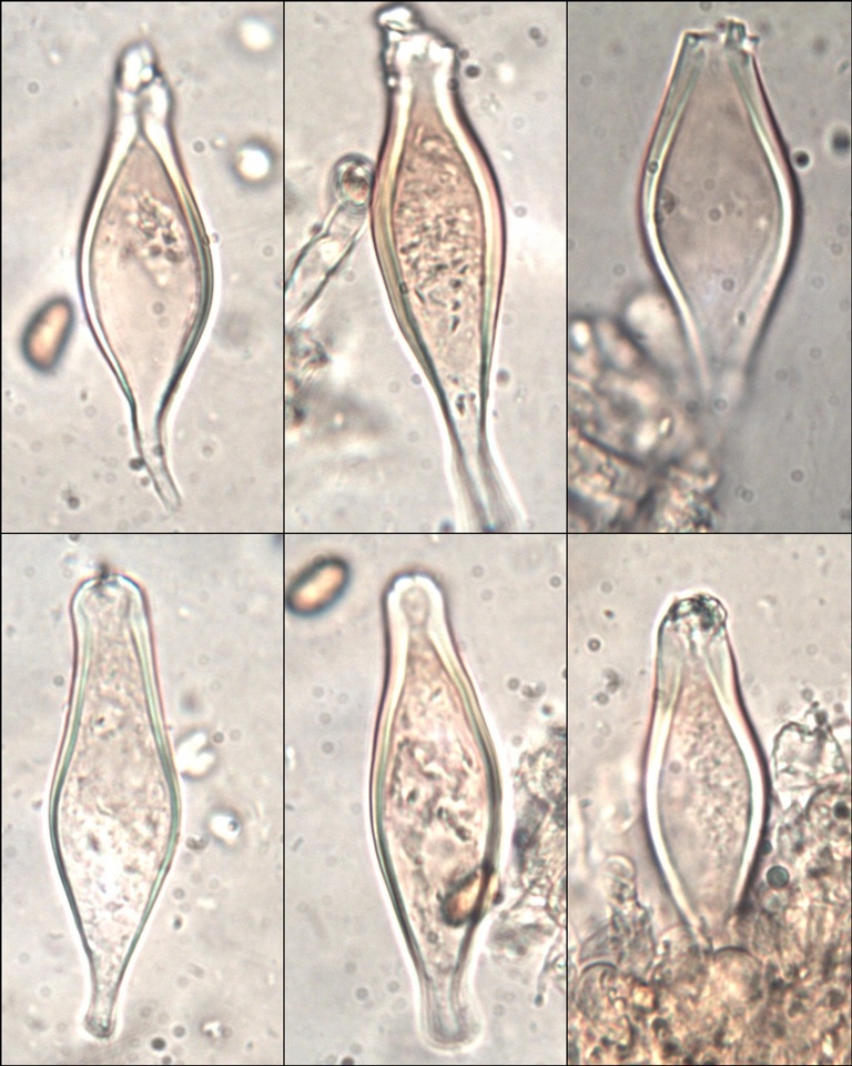 Inocybe godeyi image