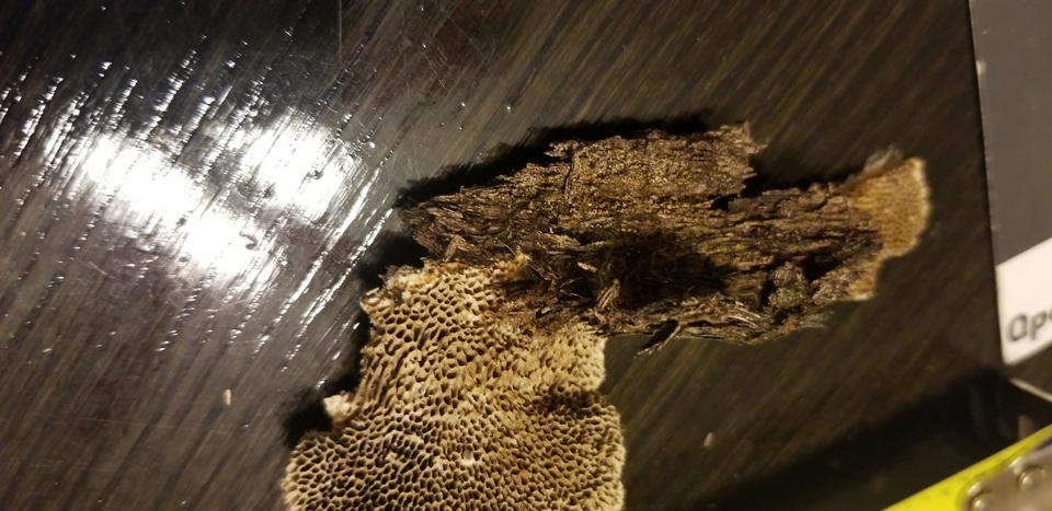 Trametes trogii image