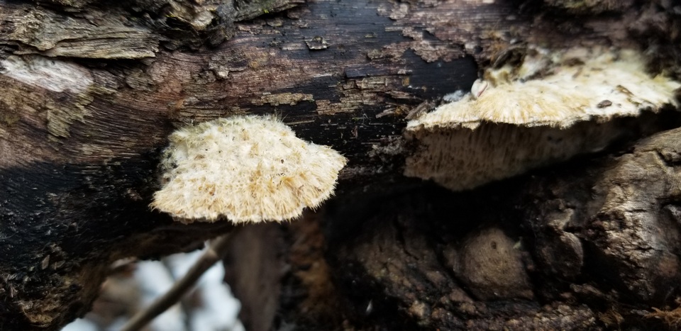 Trametes trogii image