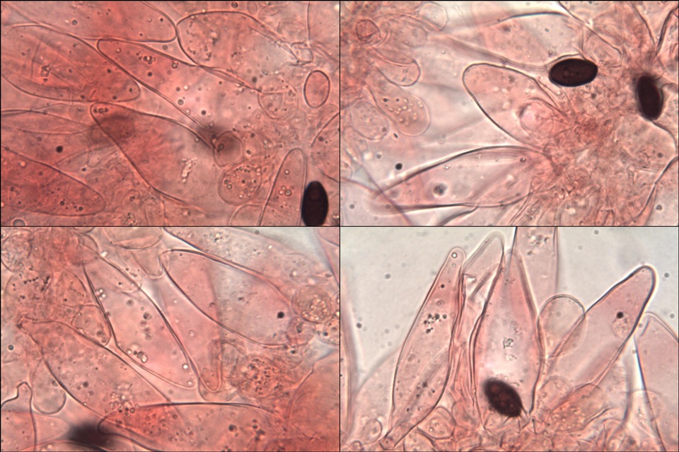 Psathyrella vinosofulva image
