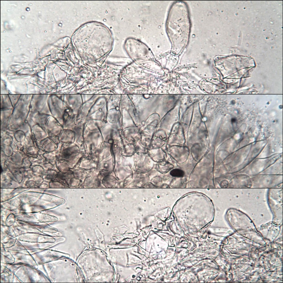 Psathyrella vinosofulva image