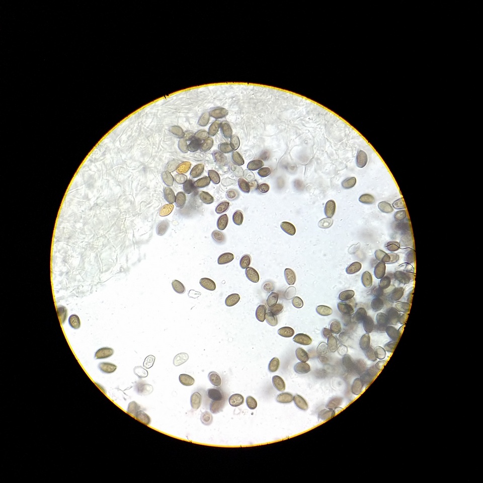 Coprinopsis canoceps image