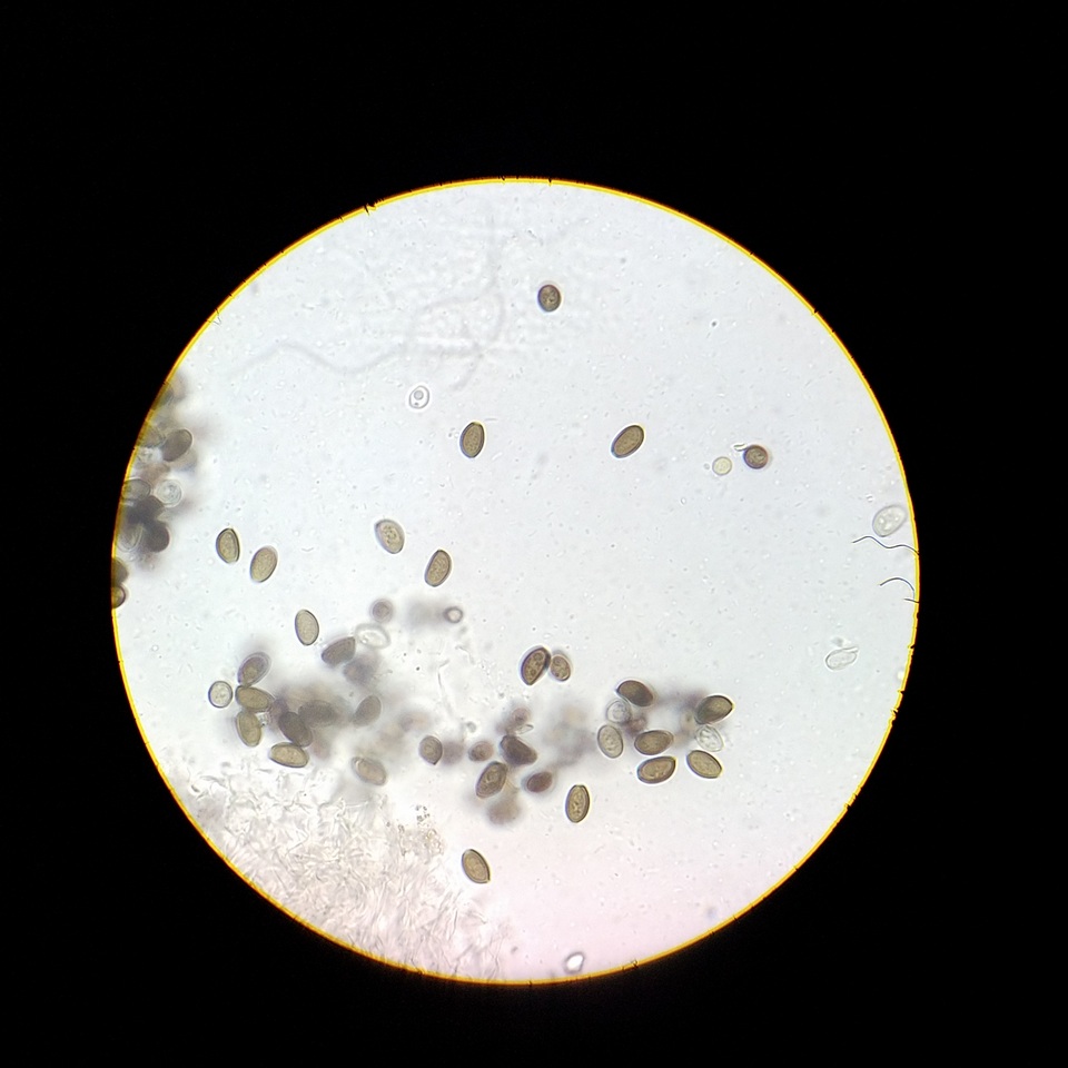 Coprinopsis canoceps image