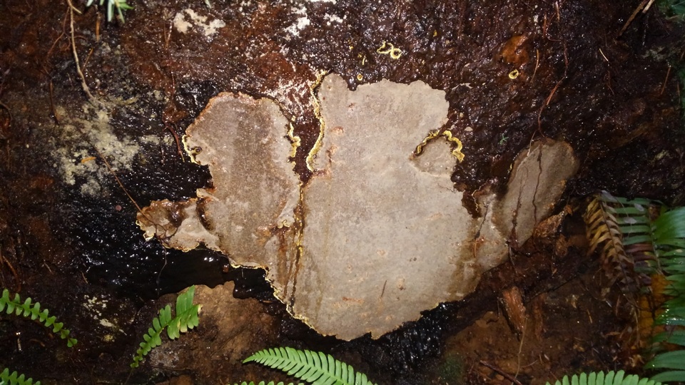 Phellinidium ferrugineofuscum image