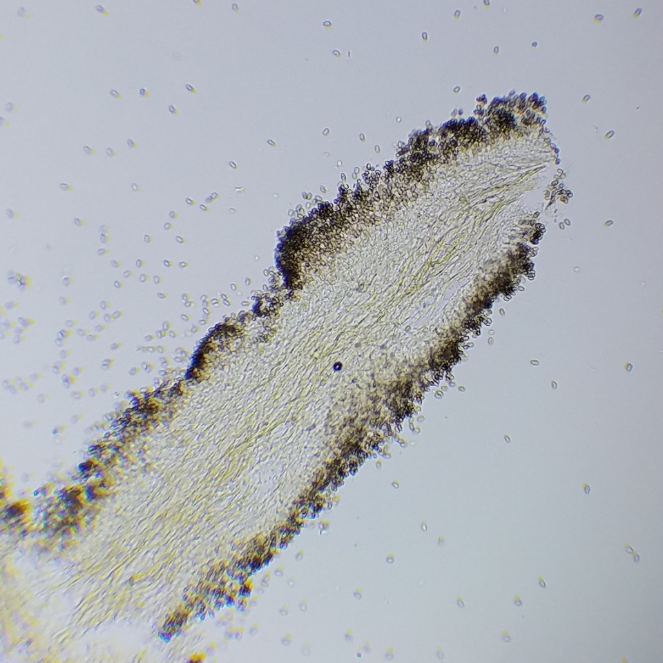 Meottomyces dissimulans image
