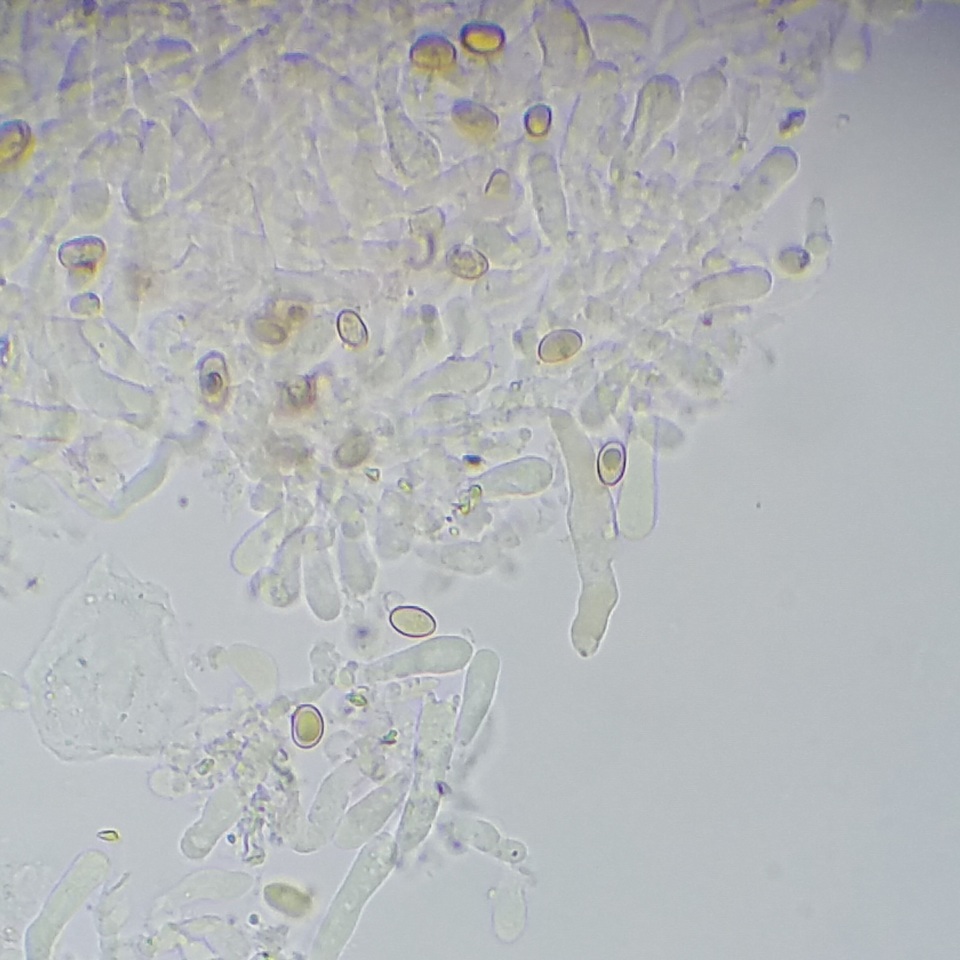 Meottomyces dissimulans image