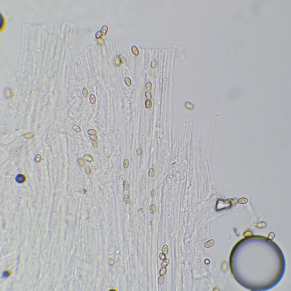 Meottomyces dissimulans image