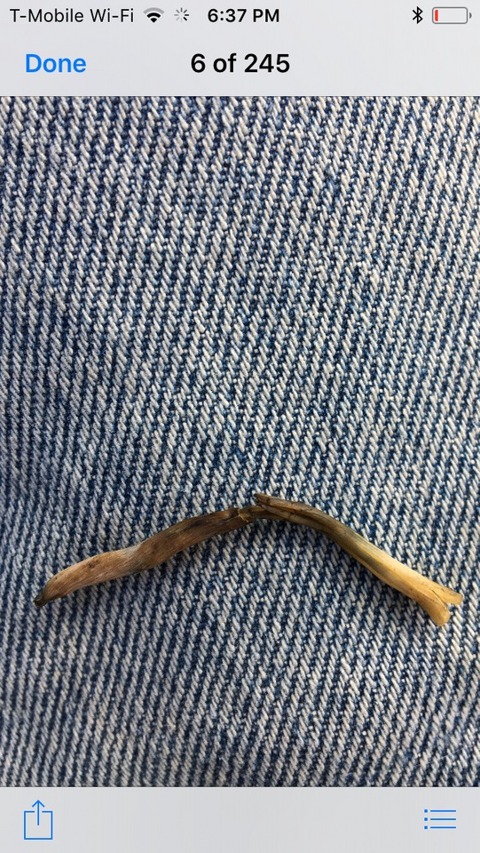 Psilocybe mescaleroensis image