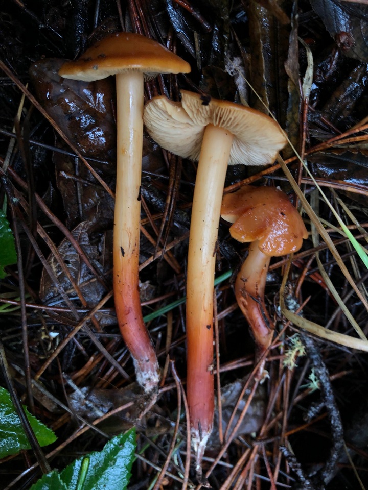 Phaeocollybia californica image