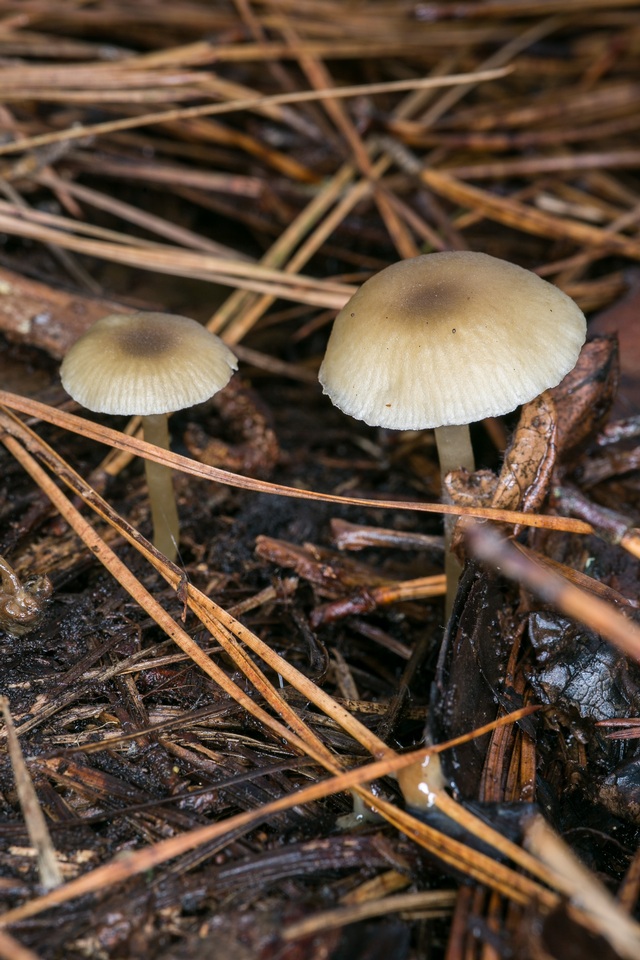 Gamundia striatula image