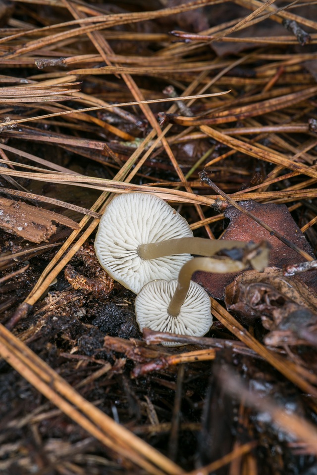 Gamundia striatula image