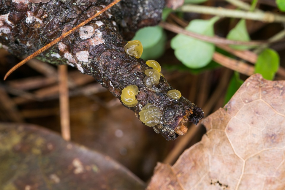 Dacrymyces minor image