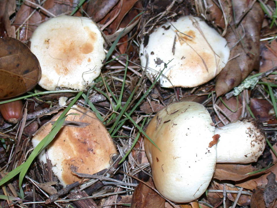 Russula basifurcata image
