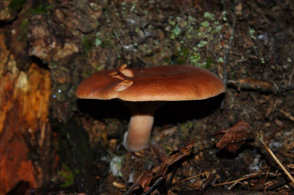 Lactarius rufus var. parvus image