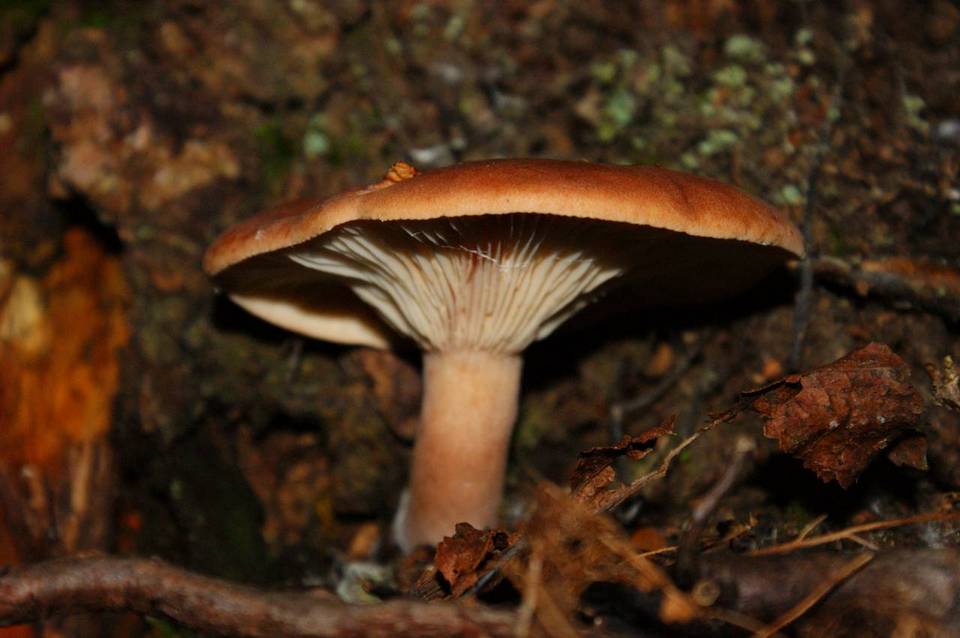 Lactarius rufus var. parvus image