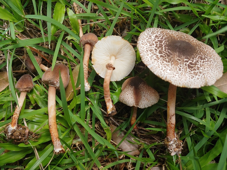 Lepiota besseyi image