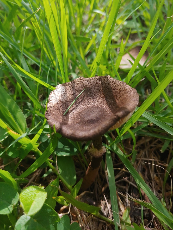 Lepiota besseyi image