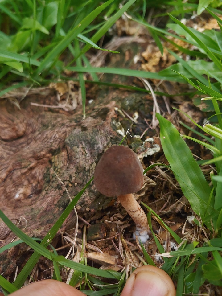Lepiota besseyi image