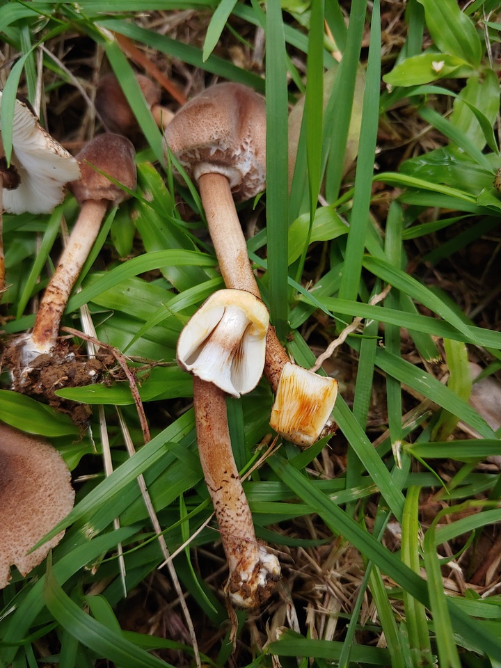 Lepiota besseyi image