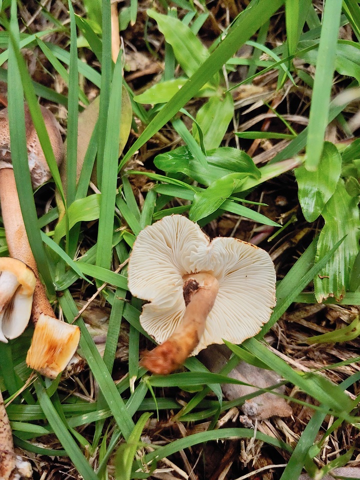 Lepiota besseyi image