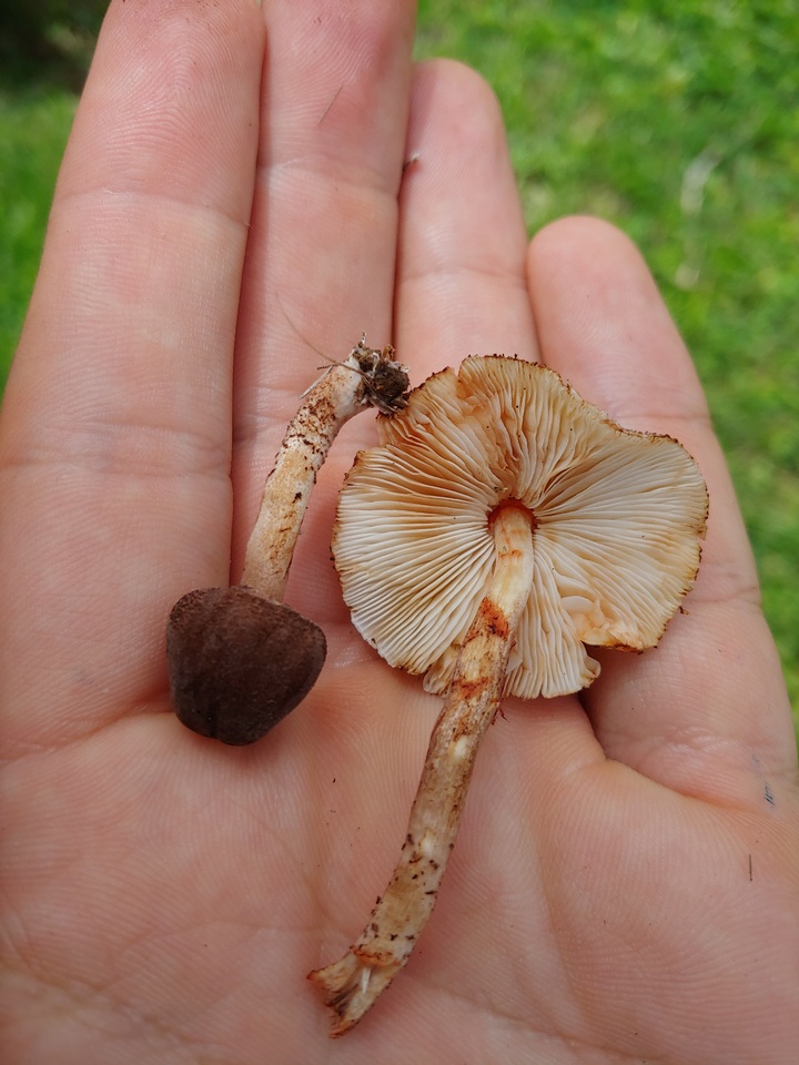Lepiota besseyi image