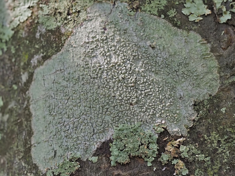 Pertusaria tetrathalamia image
