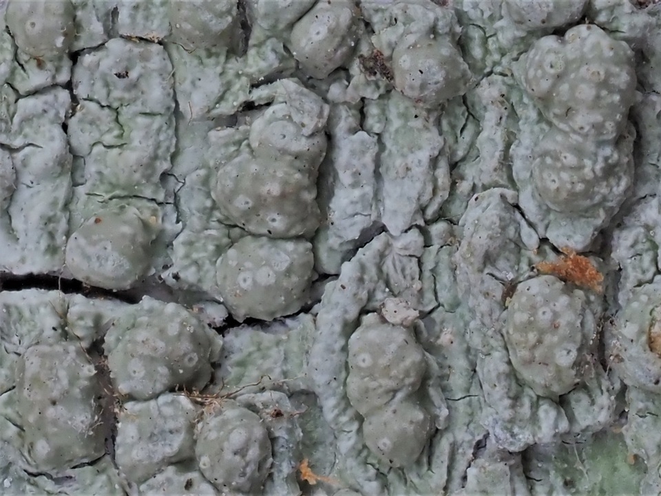 Pertusaria tetrathalamia image