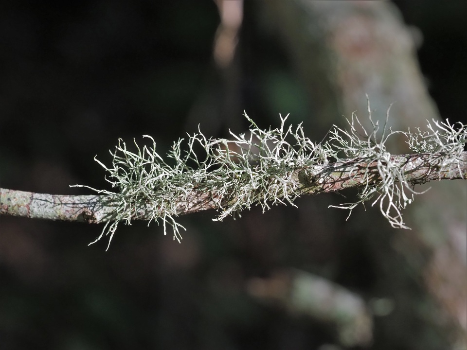 Ramalina willeyi image
