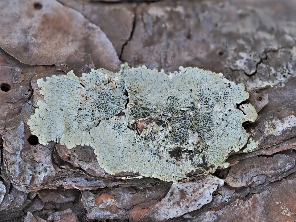 Dirinaria confluens image