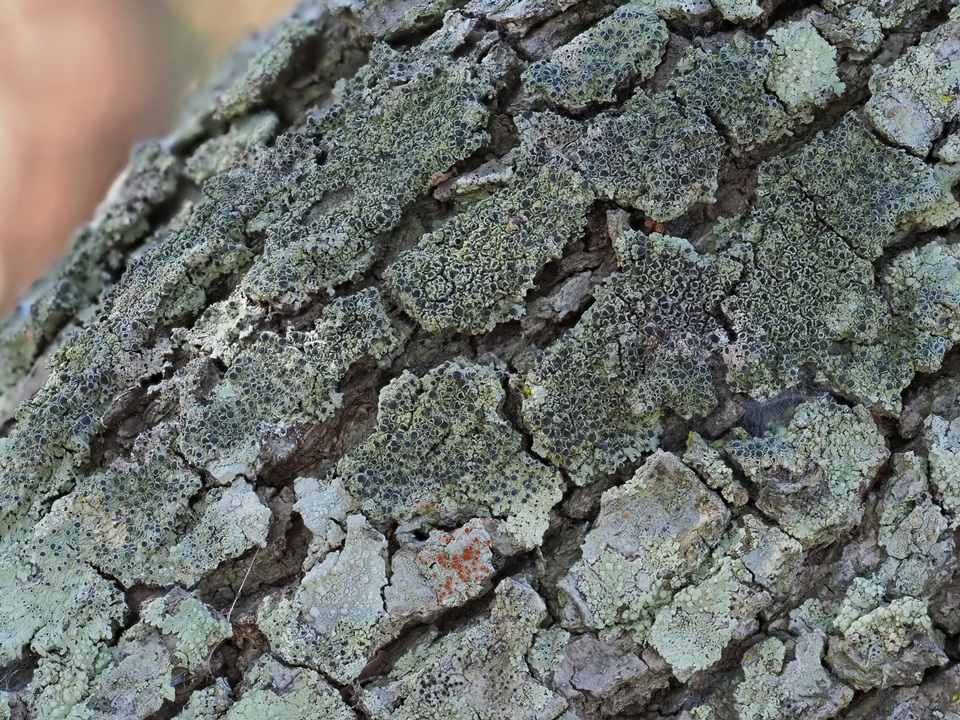 Dirinaria confluens image