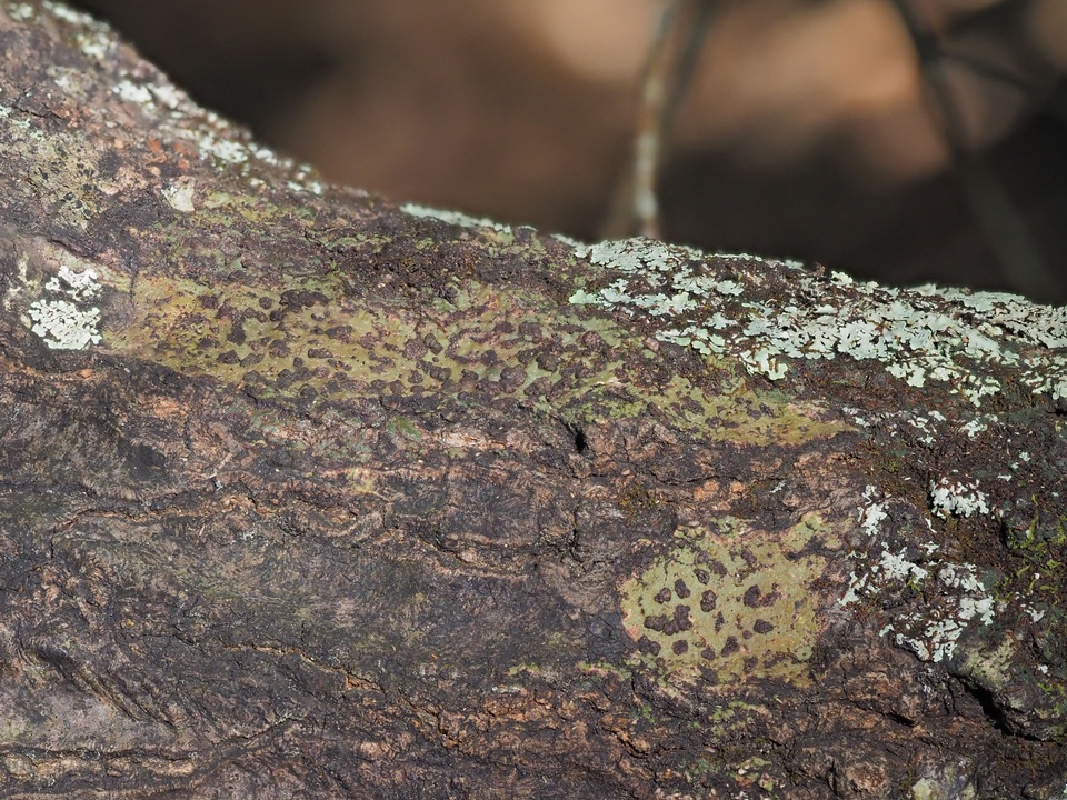 Bathelium carolinianum image